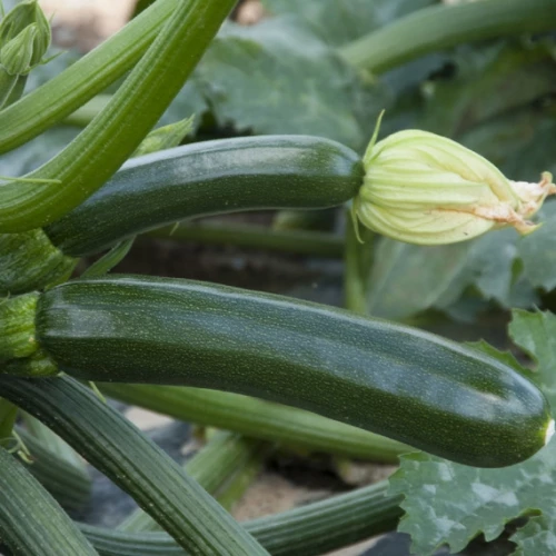 Супремо F1 кабачок 500 семян