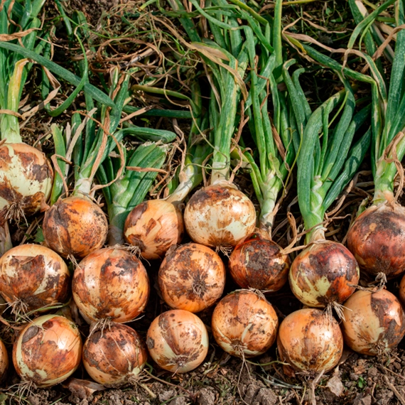 Барусо F1 лук 250 000 семян